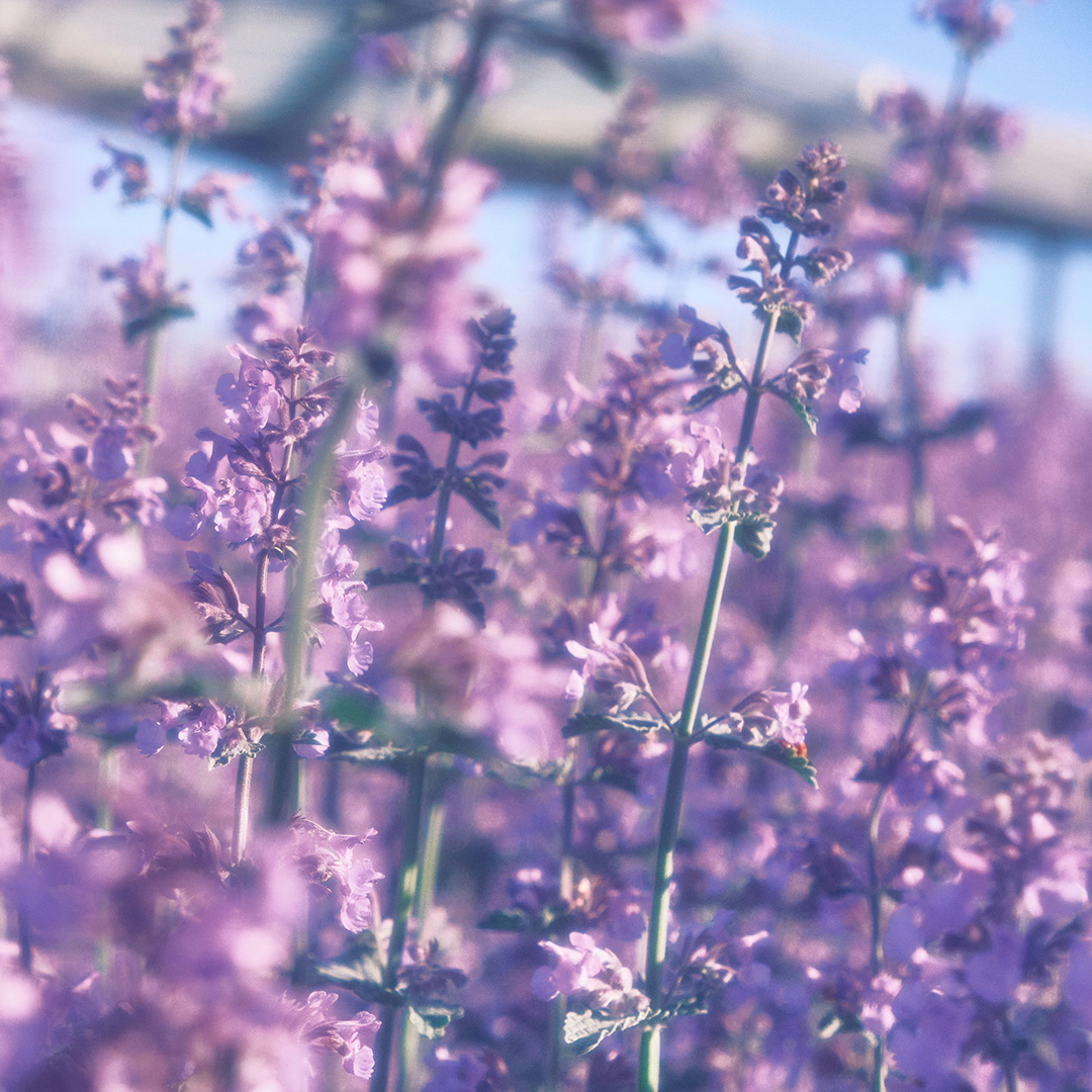 Playlist cover with blue salvias